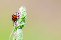 Des coccinelles porte-bonheur pour votre mur !