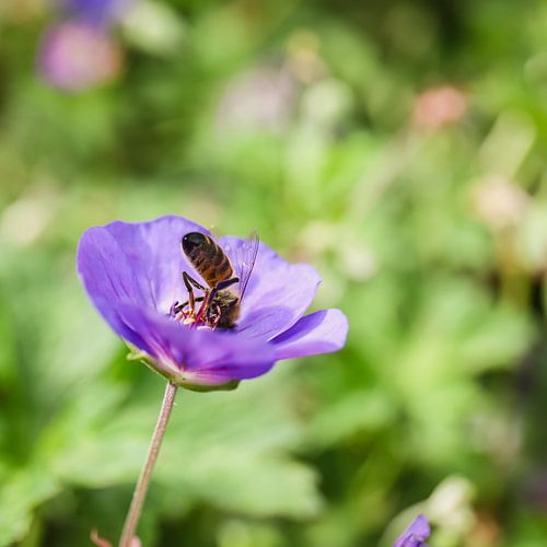 Smikkelen sur Nienke te Vruchte