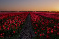 Code rood bij dit tulpenveld