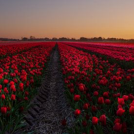 Code rood bij dit tulpenveld sur Erik Graumans