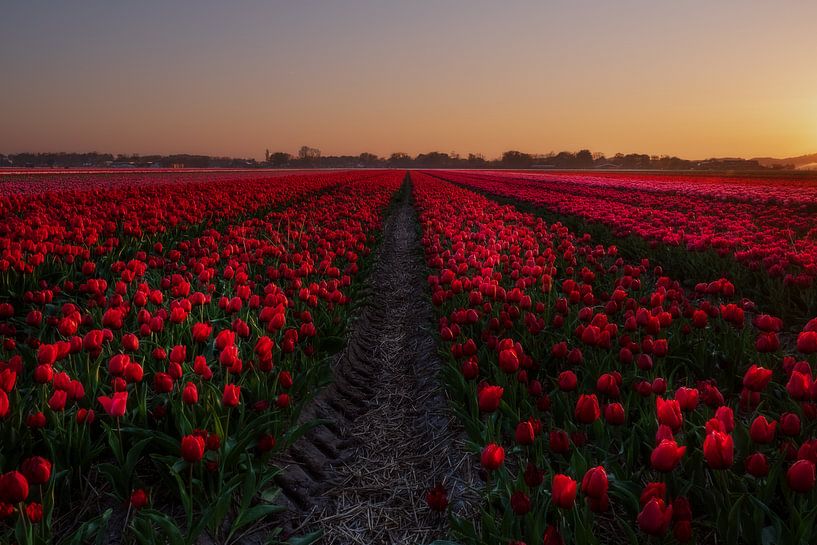 Code rood bij dit tulpenveld by Erik Graumans
