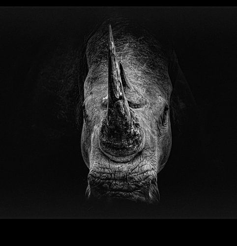 Rhinocéros