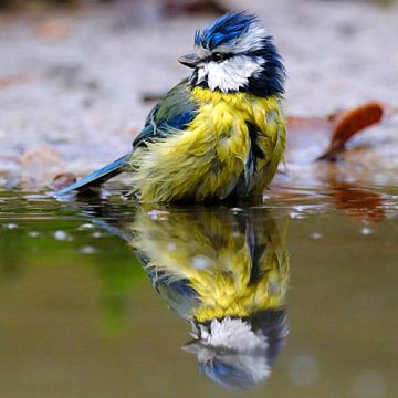 Badderende pimpelmees van Sabrina de Vries