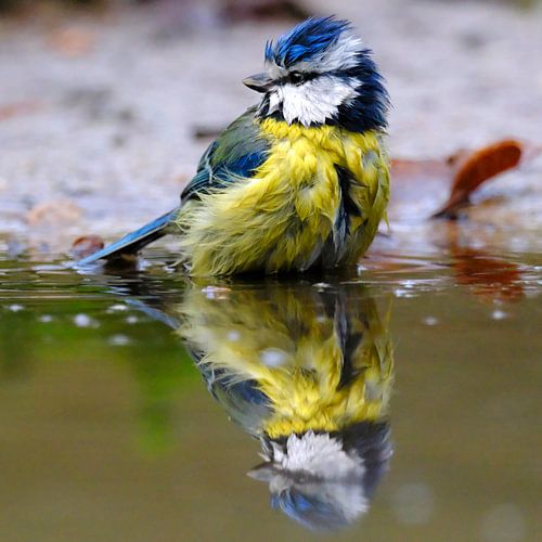 Bathing blue tit
