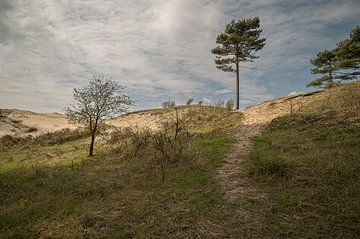 Pins de Corse dans les dunes de Kennemer sur Peter Bartelings