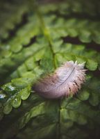 Veer op groen blad