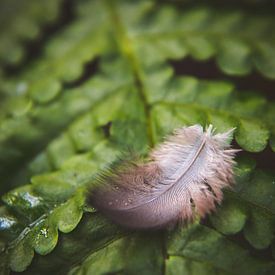 Veer op groen blad by chantal vogelpoel