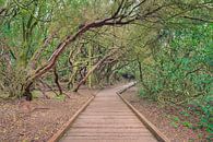 Loopbrug door het laurierbos in het Anagagebergte op Tenerife van Michael Valjak thumbnail
