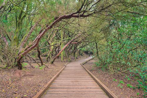 Footbridge through the laurel forest in the Anaga mountains on Tenerife