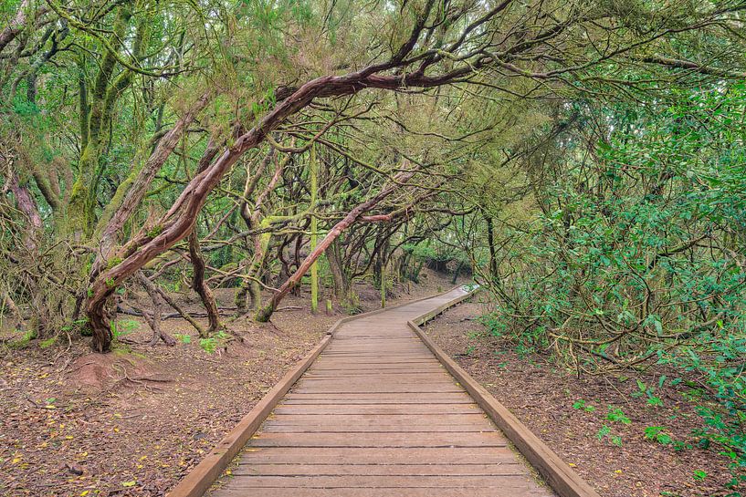 Loopbrug door het laurierbos in het Anagagebergte op Tenerife van Michael Valjak