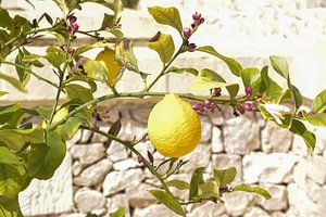 Zitrone in sonniger Laune von Bianca ter Riet