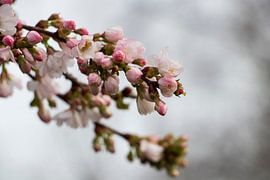 Frühlingsbote von Quirina Kamoen