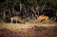 Vechtende edelherten in de bronsttijd by Evert Jan Kip thumbnail