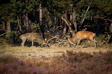 Vechtende edelherten in de bronsttijd van Evert Jan Kip