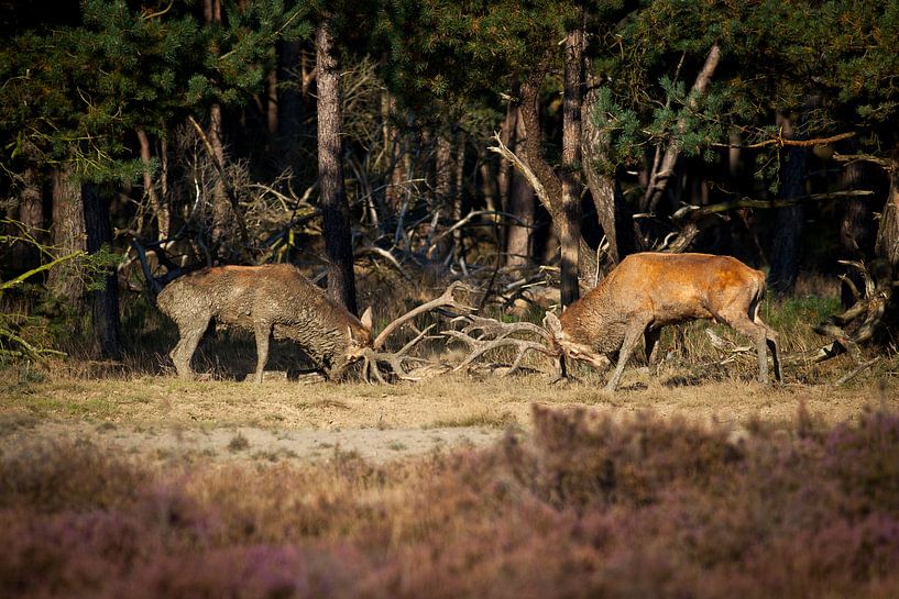 Vechtende edelherten in de bronsttijd by Evert Jan Kip