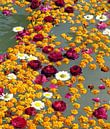 Bloemenzee in de heilige rivier de Ganges in India Azië van Eye on You thumbnail