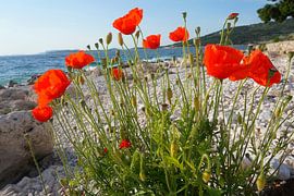 Coquelicots sur une plage naturelle en Croatie