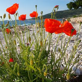 Poppies on the Natural Beach by Thomas Zacharias