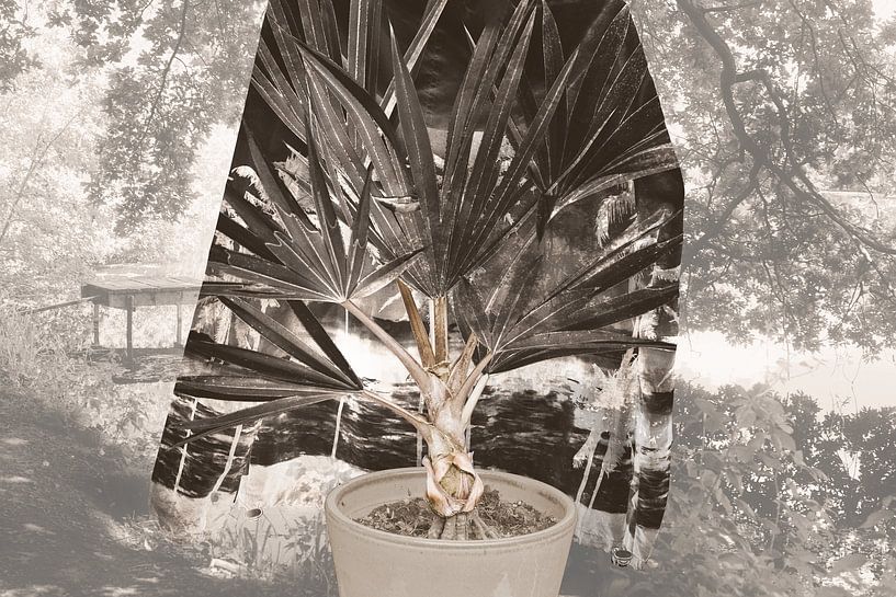 Kalifornien träumt von True Color Stories