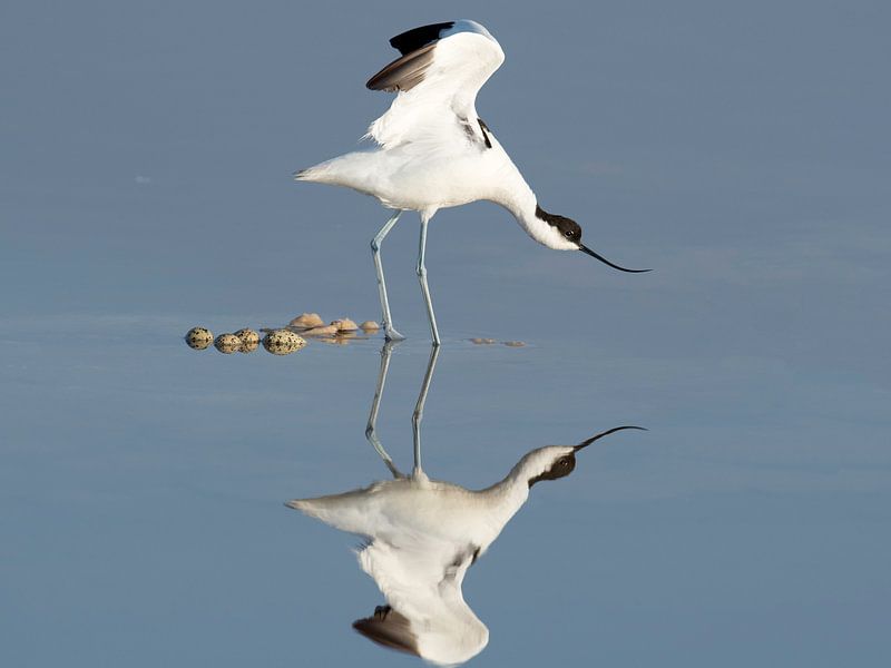 Lost eggs. by René Roelofsen