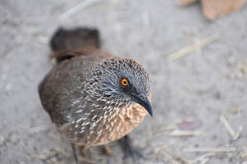 Vogel in Botswana van Tim Reginald Velten