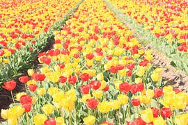 Tulips in the Spring in the Netherlands by jpgriffintheauthor