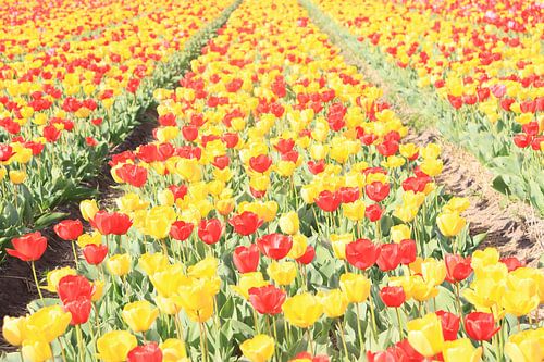 Tulpen im Frühling in den Niederlanden