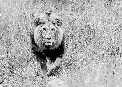 The Boss van Claudia van Zanten