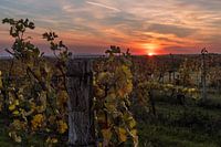 Vignoble en automne