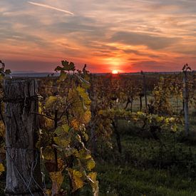 Vineyard in autumn by Alexander Kiessling