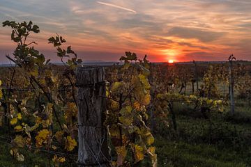 Wijngaard in de herfst van Alexander Kiessling
