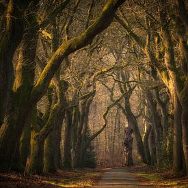 L'ancien chemin forestier dans la forêt de conte de fées sur Moetwil en van Dijk - Fotografie