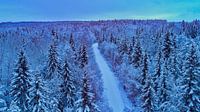 Snow forest in the early evening van Fields Sweden thumbnail
