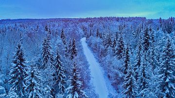Snow forest in the early evening sur Fields Sweden