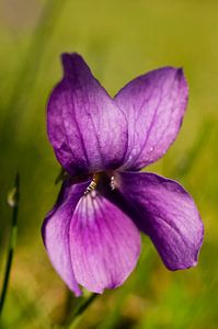 wild violet by Jo Beerens