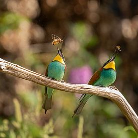 Bee-Eaters by gea strucks