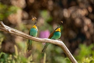 Bee-Eaters by gea strucks