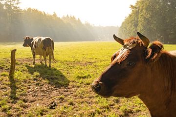Niederländisch gegurtete lakenvelder Kühe auf einer Wiese während des Sonnenaufgangs im Herbst