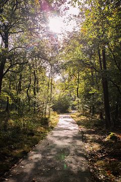 Zonneschijn Bospad 9 - Herfst in Hoenderloo van Deborah de Meijer