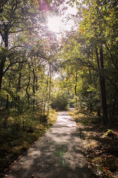 Sunshine 1 - Autumn in Hoenderloo by Deborah de Meijer
