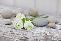White ranunculus and pebbles