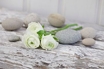 White ranunculus and pebbles by Andrea Haase