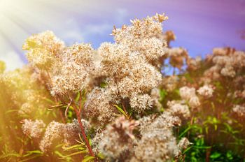 Moerasbloemen in het zonnetje