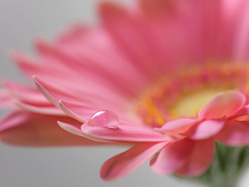 Tannera bloesem met waterdruppel