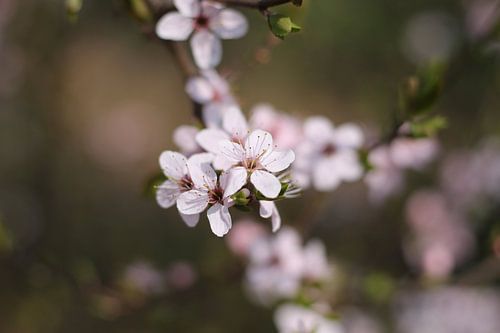 Fleurs en pleine floraison
