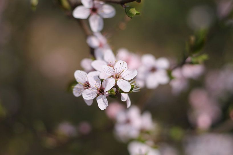 Bloesems vol in bloei van Audrey Nijhof