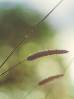 Gräser und Licht 6
