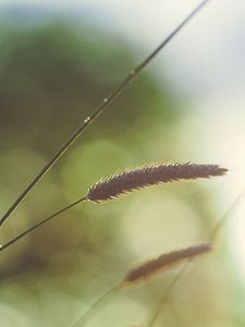 Herbes et lumière 6