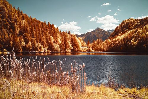 Herfst vibes in de zomer bij Alatsee meer met Alpen in Beieren van Hidden Light Gallery