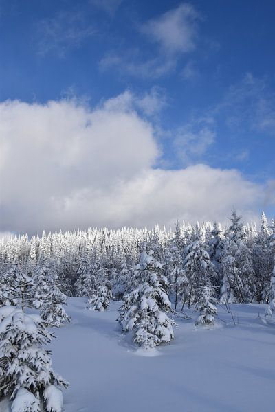 A snowy forest after the storm by Claude Laprise